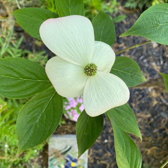 Meet your Posher, Lindsay - Picture 1 of 1